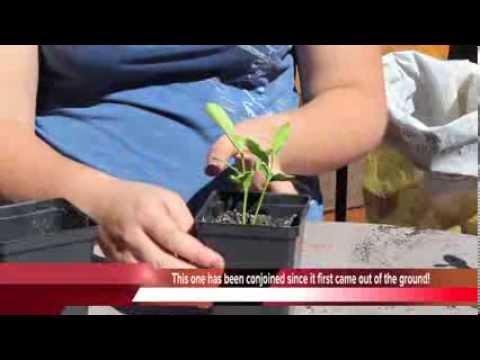 how to replant lemon tree