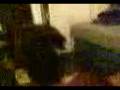 videos de Bobo