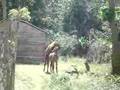 Caballo Singando a do mano