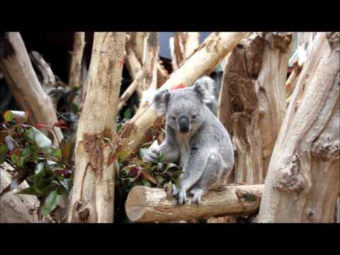 Leipzig: Oobi frisst - Leipzigs erster Koala