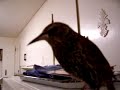 Weewoo the talking starling