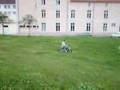 ma dirt bike 107 