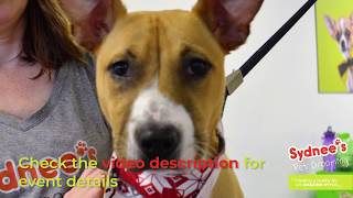 Rescue stories - Padma