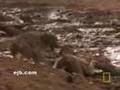 Never give up - monkey v/s crocodile fight - NatGeo