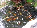 Playful Koi Fish