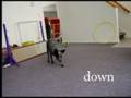 Rylie Simple Tricks