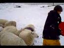 Junior Jack feeding sheep