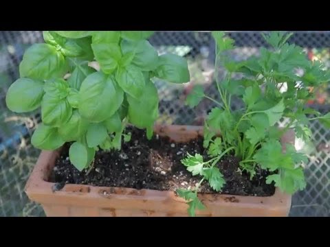 how to transplant basil