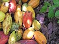 tcho part 1: chocolate origins  bbtv 