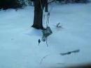 Red bellied woodpecker great backyard bird count