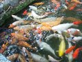 Lots of koi