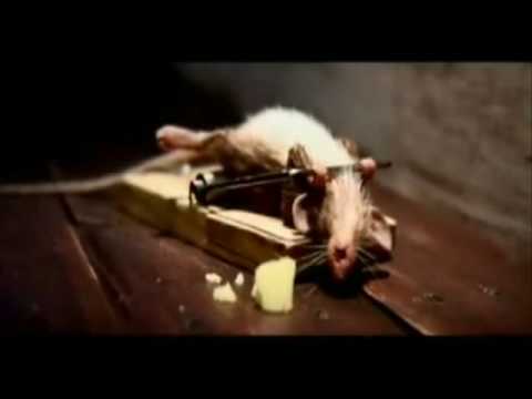 raton -
