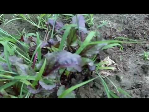 how to fertilize turnips