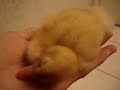 my pet donald duck
