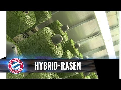 FC Bayern auf Hybrid-Rasen | Allianz Arena FC Bayern auf Hybrid-Rasen | Allianz Arena
