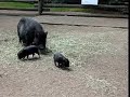 more funny piglets more funny piglets
