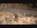 garret winslow blacktail deer hunting 0001 garret winslow blacktail deer hunting 0001