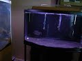 Piranha feeding video