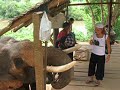 Giyo, Luli y Ro le dan de comer bananas a los elefantes thailandeses...