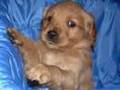 Golden Retriever Puppies:  The Bone Tag Game