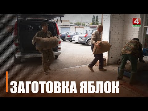 Заготовка яблок на Гомельщине идёт полным ходом видео