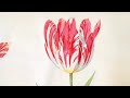 Tulipomania, The Golden Age Tulipomania, The Golden Age