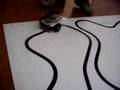 Microbot Cheste 2