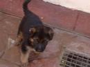 Cachorros Terre Cachorros Terre