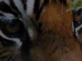 Tigers at Bandhavgarh & Kanha NP (Madhya Pradesh, India)