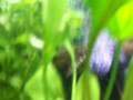 videos de new 20 gallon aquarium