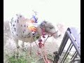 Eid ul azha - Qurbani ka janwar