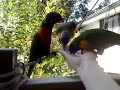 Hand feeding wild lorikeets
