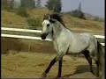 Kestrel, Andalusian stallion, at Liberty Kestrel, Andalusian stallion, at Liberty