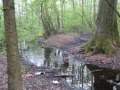 Beagle video