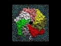 The bacterium Staphylococcus aureus, a common cause of infection in humans, secretes a toxin known as alpha-hemolysin that kills human cells by forming holes in their membranes, through which chemicals essential to survival leak out. The movie illustrates the structure of the hole, which is created when identical proteins released by the bacterium (in pink, yellow, gold, red, grey, green, and white) assemble in groups of seven in the cell's membrane (in cyan).Visit here for more information:http://www.ks.uiuc.edu/Research/hemolysin/