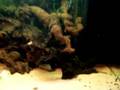videos de Ferris the fire eel