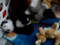 These r ALL my webkinz now!