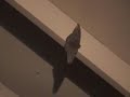 Viktomajarmo VS Giant Moth Viktomajarmo VS Giant Moth