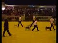 Canine Freestyle group routine Ghostbusters