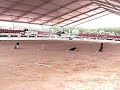 Obediencia Clase Internacional (Permanencia Sentado 2 min)