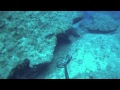 Guam Spearfishing (8Lb Jack and 5Lb Mackeral).m4v