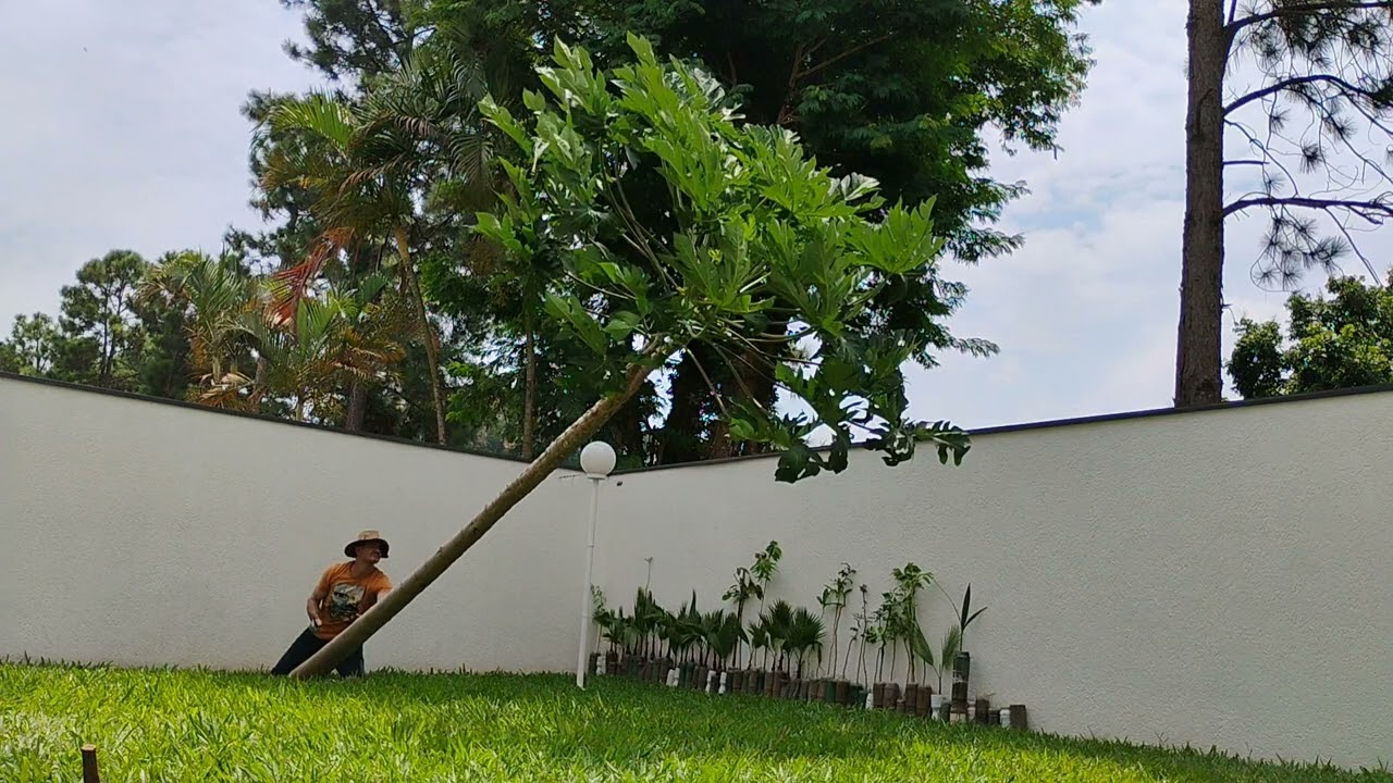 A queda do Mamoeiro Câmera Lenta