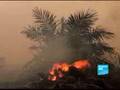 Palm oil, an ecological disaster-Report-En-France24