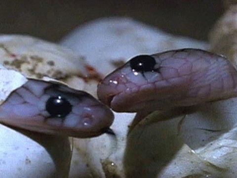 YouTube reptile video