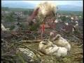 Stork's Nest (Storchennest) Holzhausen - Thunderstorm
