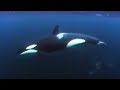 BBC: Diving With Killer Whales