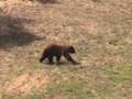 Yellowstone and the Tetons part III 2007 trip