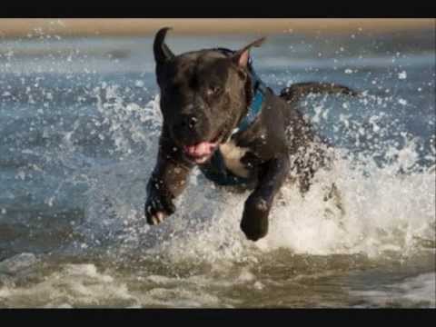 american pitbull