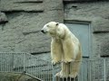 Twin Baby Polarbears - Zwillings Eisb�rbabies - Vienna