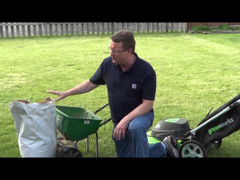 how to fertilize corn organically